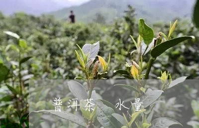 普洱茶 水量/2023042950180